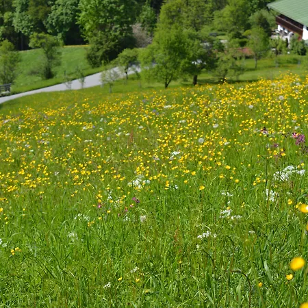 Salzbergalm Daire